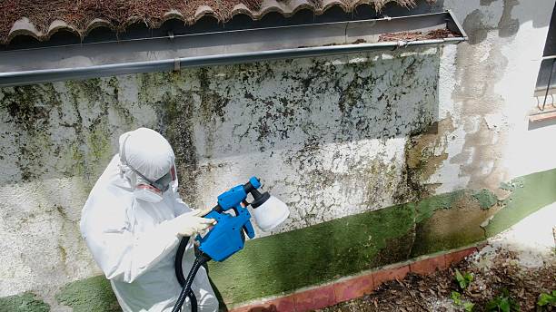 Top rated local Attic Mold Remediation specialists in Bloomington, MN